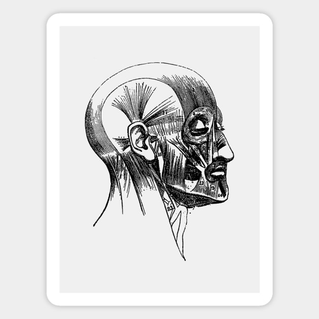 Facial Muscle Diagram - Vintage Anatomy Magnet by Vintage Anatomy Prints